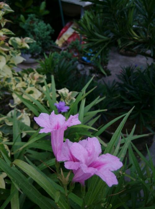 海南紫花翠蘆莉種植基地、批發(fā)、價格、供應(yīng)商【海南市璟權(quán)園林工程有限公司】