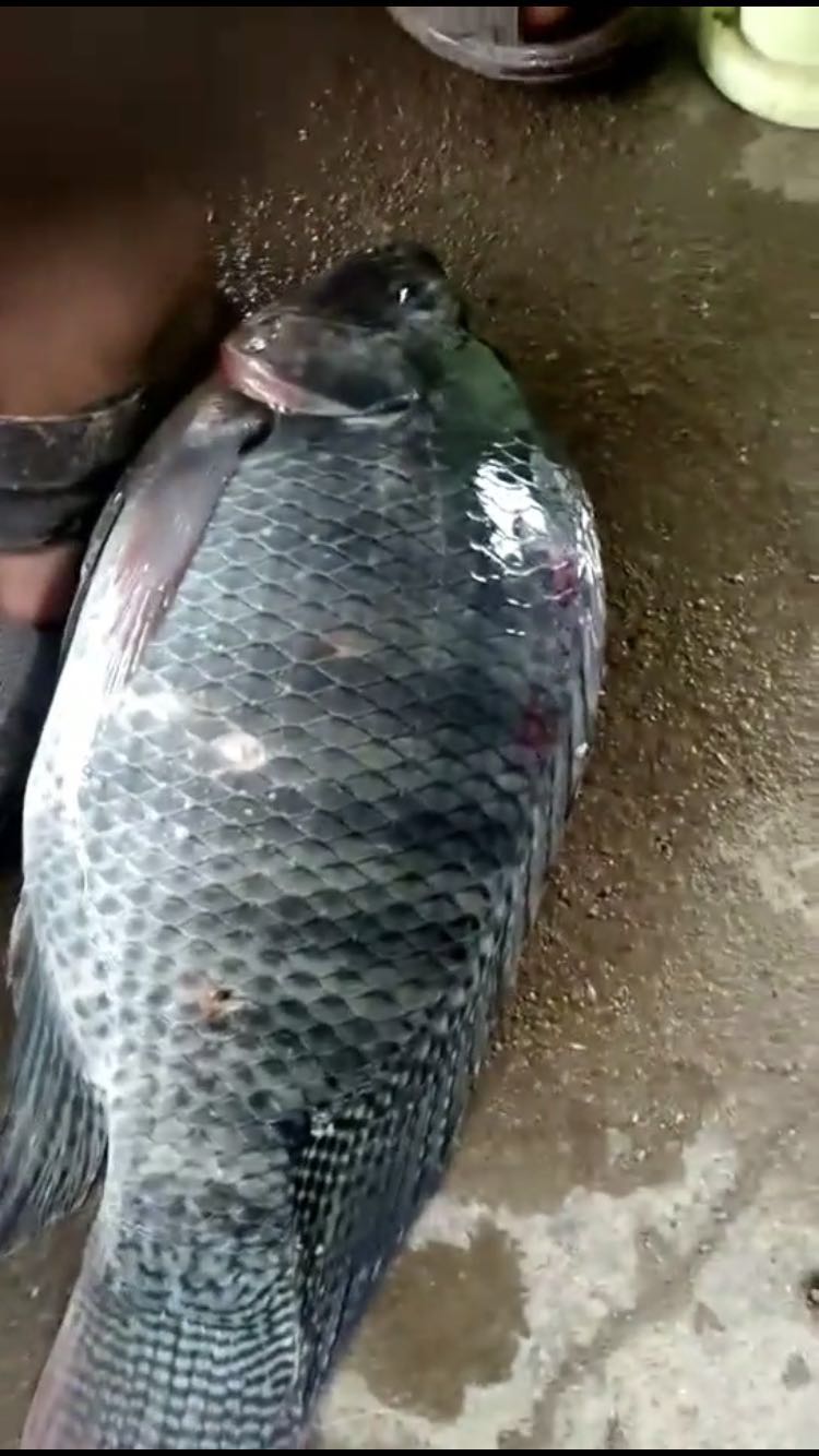 脆肉羅非魚，脆肉羅非魚苗批發(fā)