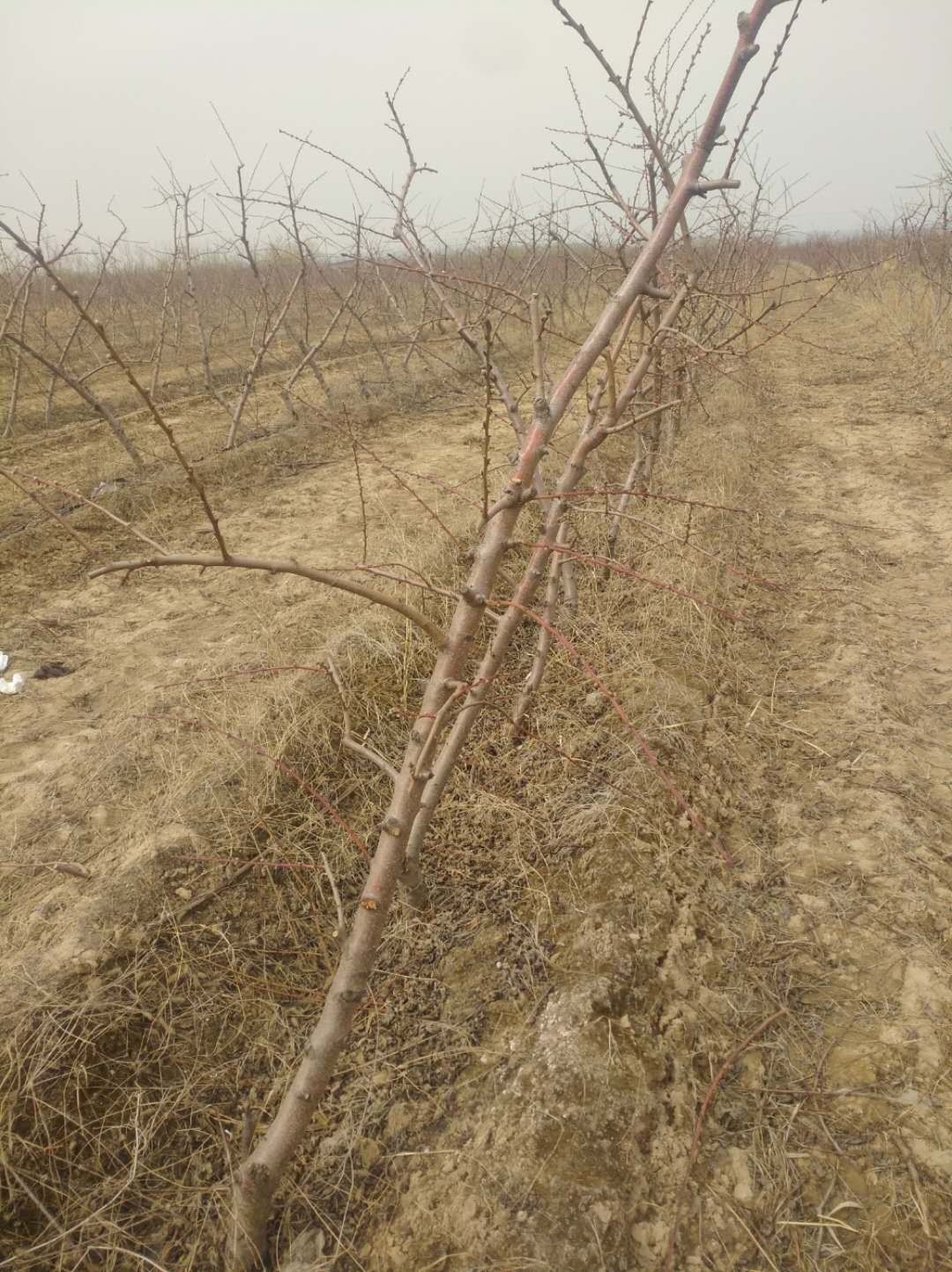 山西桃樹苗種植-價(jià)格-批發(fā)-哪家好 桃樹苗