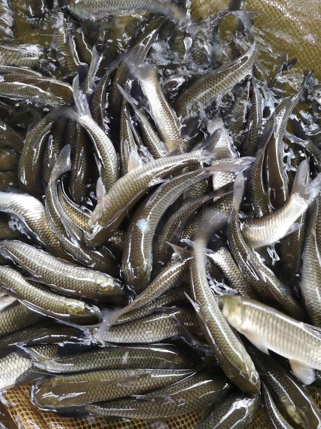 脆肉鯇 脆肉鯇.鯇魚苗