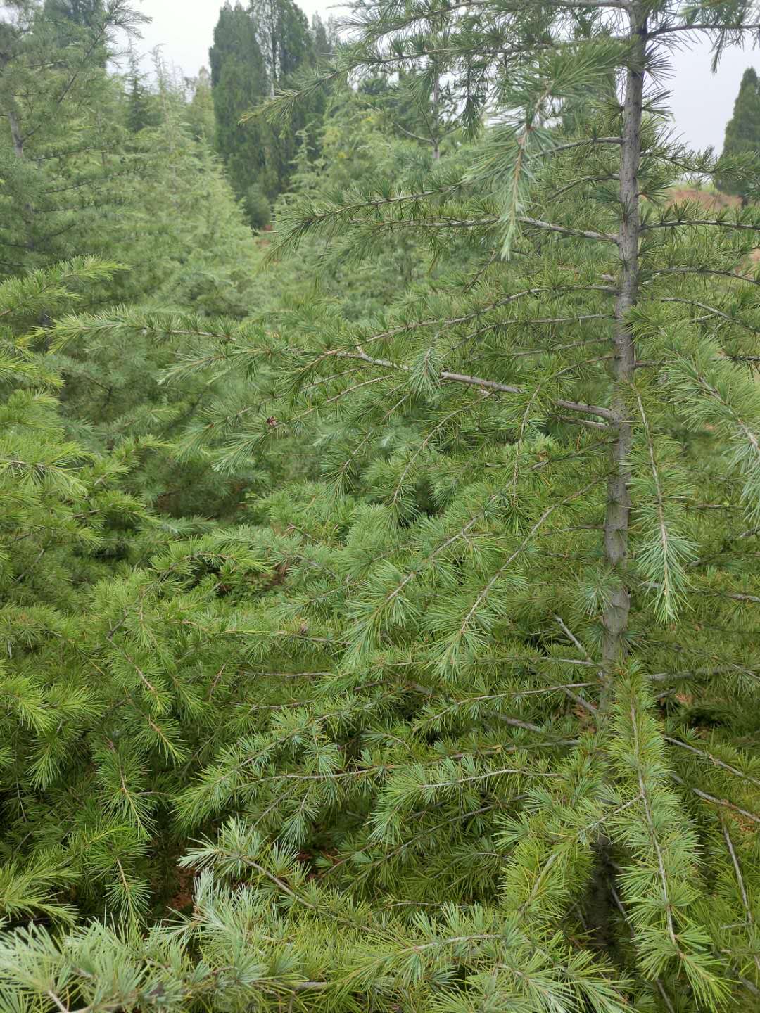 山西蘋果苗批發(fā)-價(jià)格-批發(fā)-哪家好山西蘋果苗批發(fā) 山西雪松批發(fā)