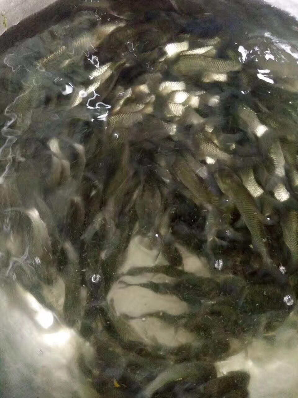 脆肉鯇 脆肉鯇.鯇魚苗 脆肉鯇.鯇魚苗批發(fā)價(jià)格可議