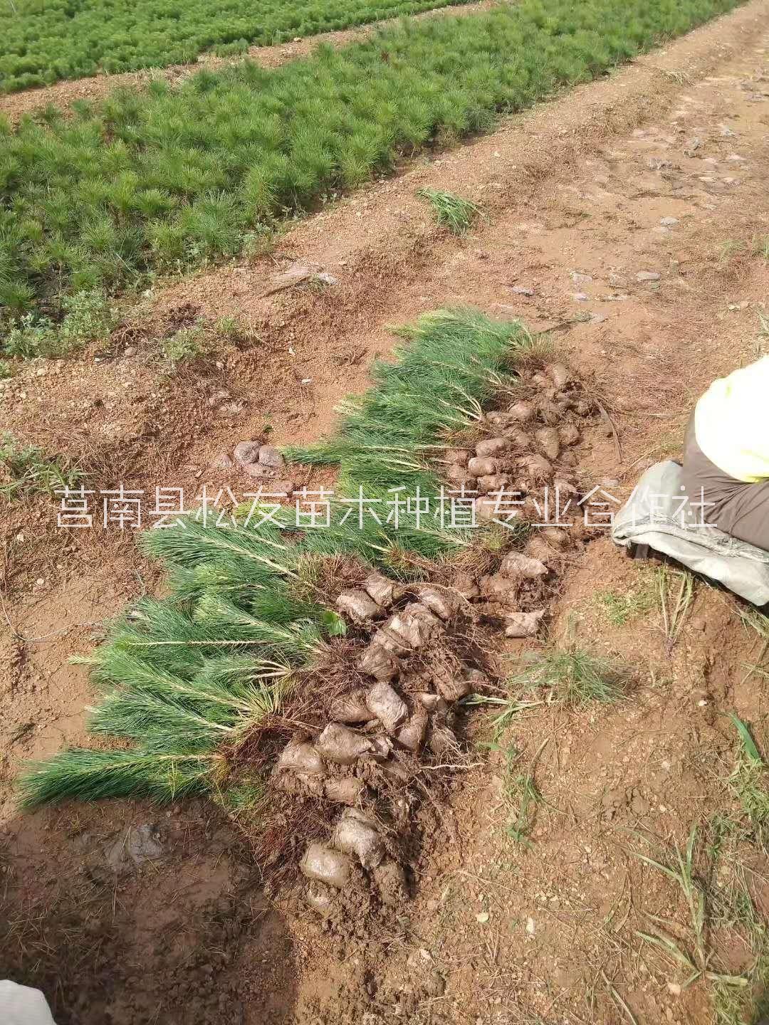 衡陽(yáng)造型黑松苗基地電話 造型黑松苗種植