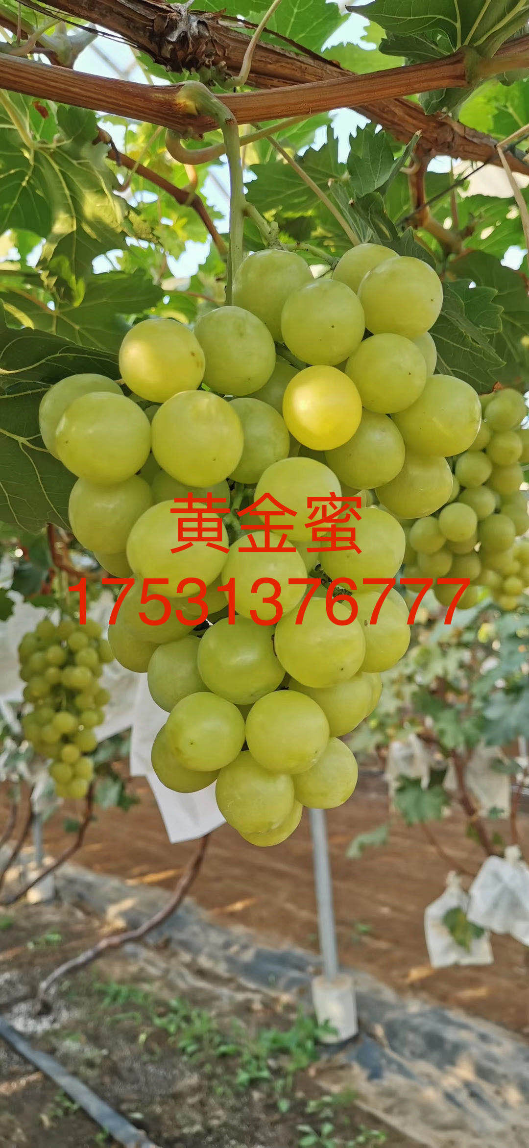 黃金蜜葡萄苗