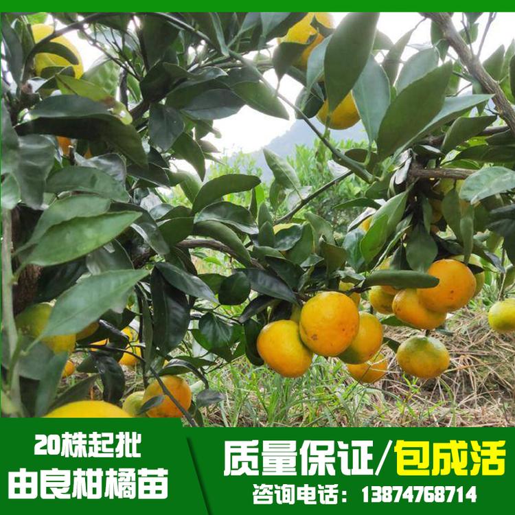 貴州由良柑橘苗基地直銷(xiāo)、批發(fā)、價(jià)格、大量供應(yīng)【祁陽(yáng)縣旺龍種植合作社】
