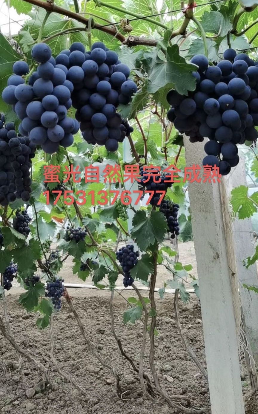 黃金蜜葡萄苗