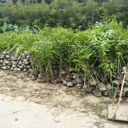 廣東化州沉香苗基地直銷、批發(fā)、價格，培育【化州市盛發(fā)沉香種植合作社】