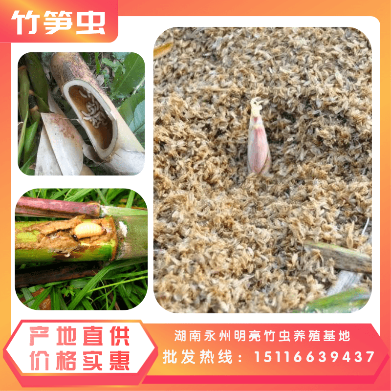 湖南永州竹筍蟲(chóng)養(yǎng)殖，成本低效益好，哪家好