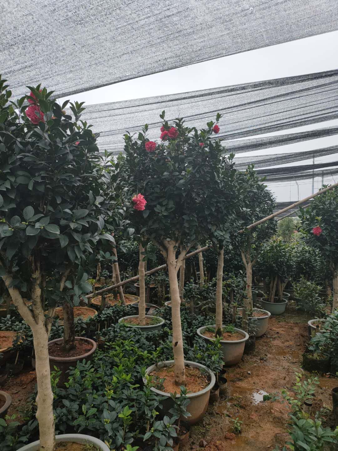 江蘇造型亮晶女貞植基地、產(chǎn)地*、直銷商【南京萬博花卉園蘇進銀杏果樹盆景經(jīng)銷處】