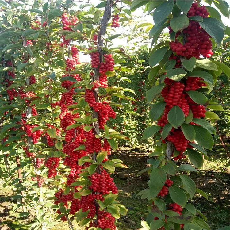 遼寧實(shí)力種植苗圃長(zhǎng)期供應(yīng)五味子苗報(bào)價(jià)量大從優(yōu)