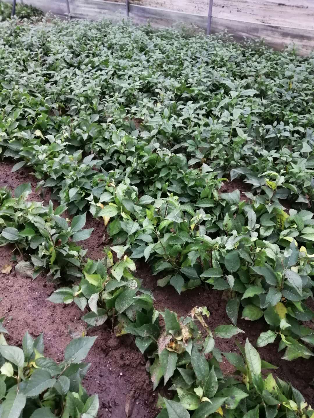 吉塞拉儲存苗  苗木批發(fā)供應商種植基地果苗批發(fā)貨源【泰安芙柔娜苗木有限責任公司】