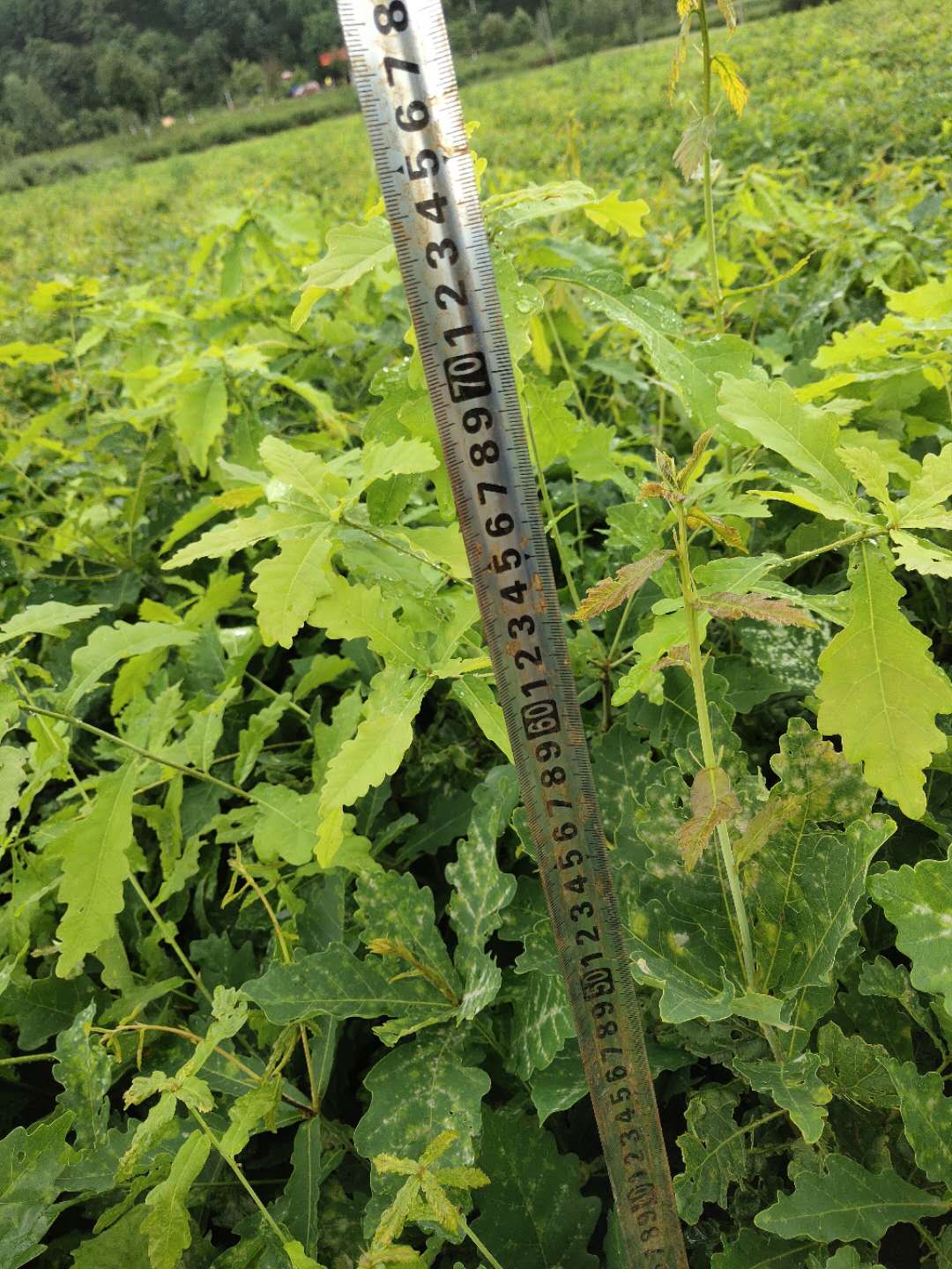 遼寧蒙古櫟苗基地直銷、批發(fā)、價格、出售【情滿楓林苗圃】