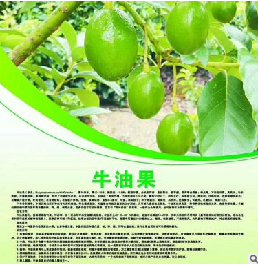 牛油果 牛油果供應(yīng)商 牛油果批發(fā)