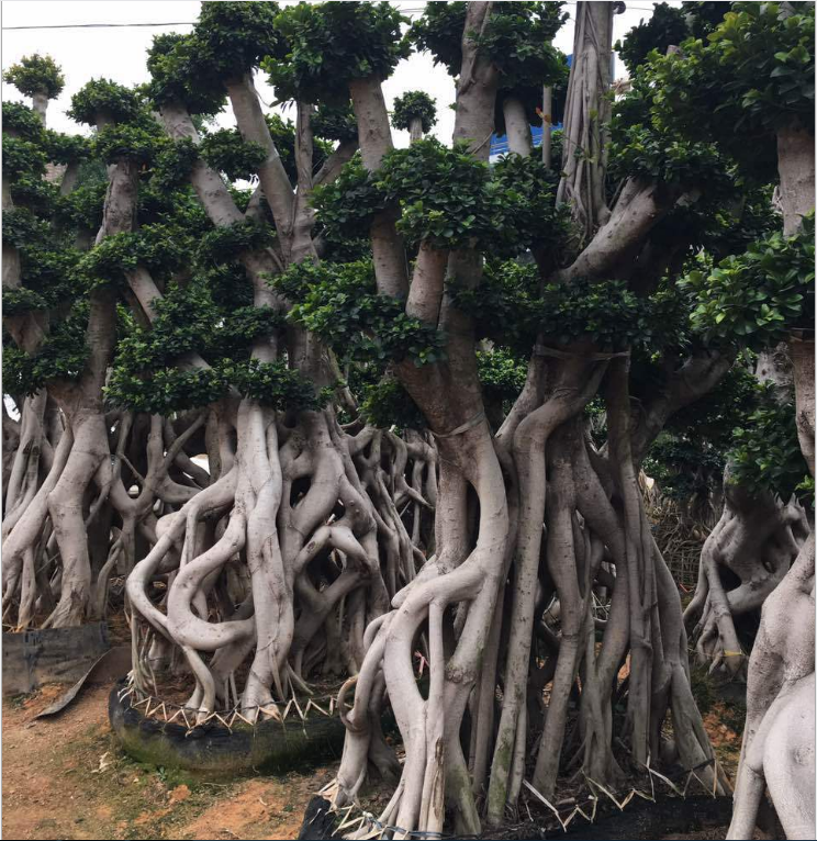 怪根榕樹盆栽 批發(fā)樁頭榕樹盆景 小葉榕樁頭 別墅綠化榕樹苗木