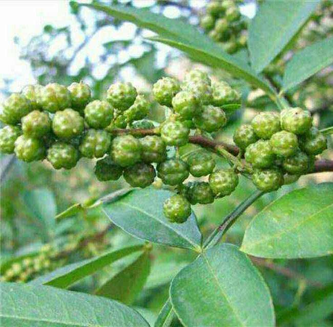 花椒苗批發(fā)花椒苗種植花椒苗技術(shù)指導(dǎo)