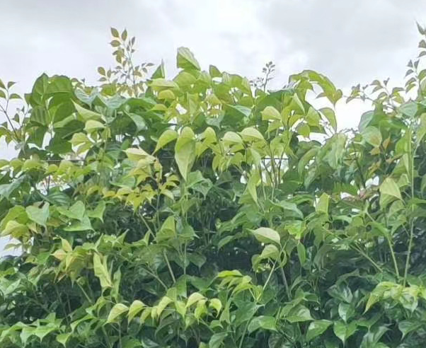 綠寶幸福樹*惠 綠寶幸福樹廠家 綠寶幸福樹大量銷售