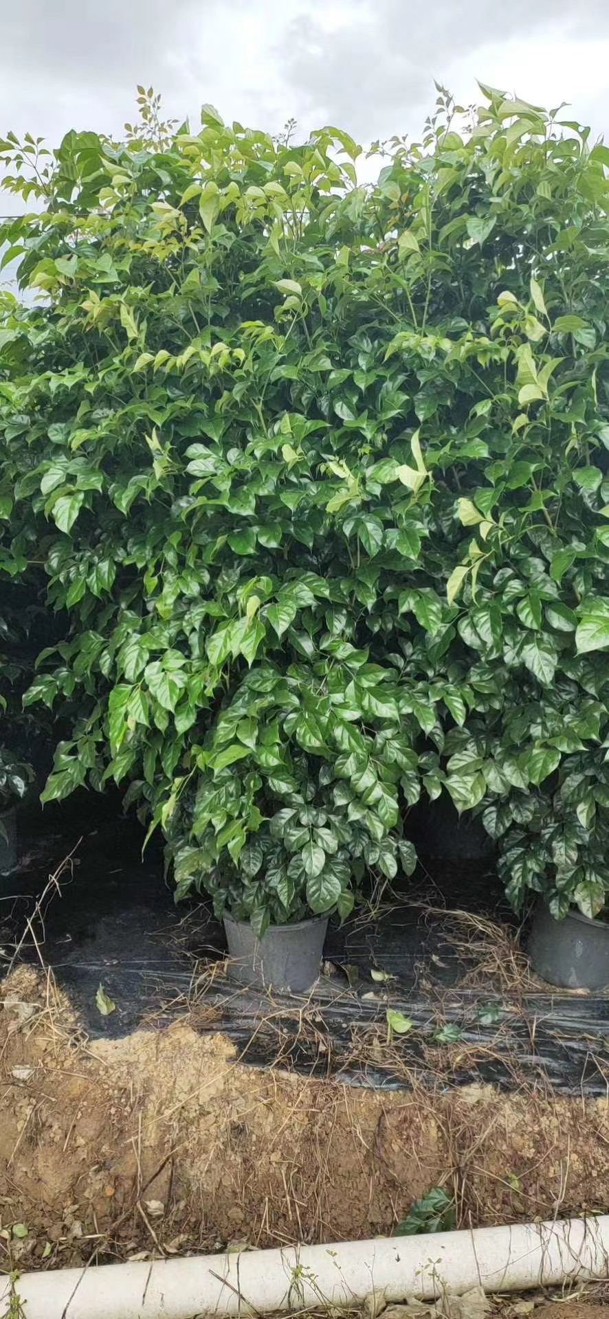 綠寶幸福樹*惠 綠寶幸福樹廠家 綠寶幸福樹大量銷售