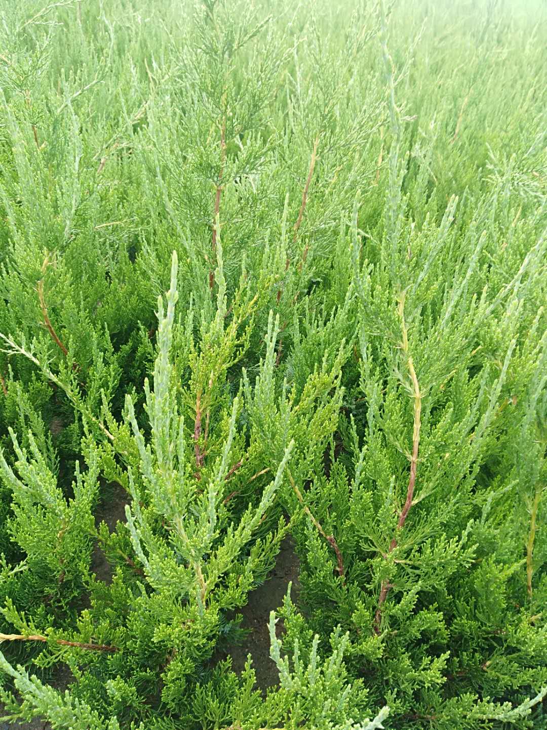 龍柏苗常年供應(yīng) 龍柏苗*惠