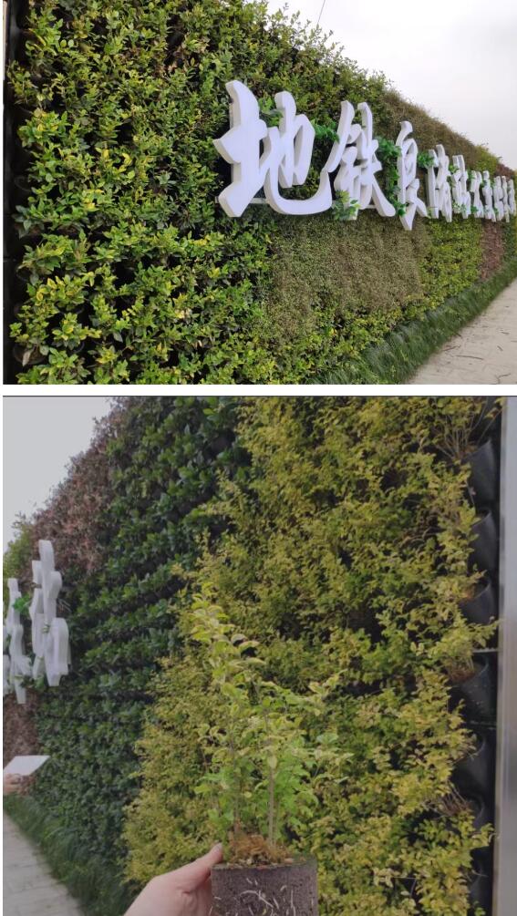 市政圍擋植物墻廠家報價植物墻安裝-【春明園林】