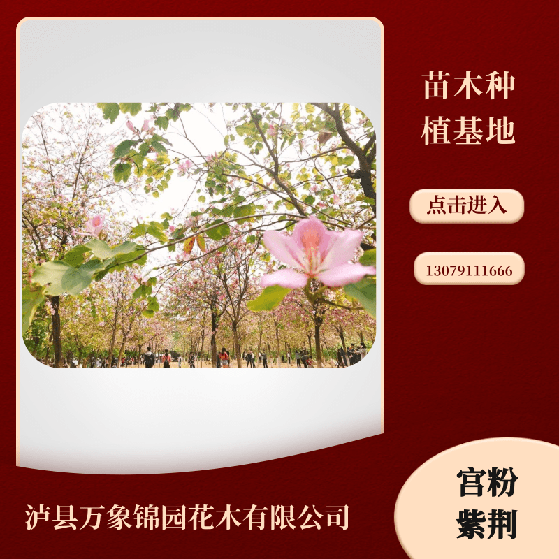 四川宮粉紫荊種植基地、一棵多少錢、大量供應(yīng)【瀘縣萬象錦園花木有限公司】