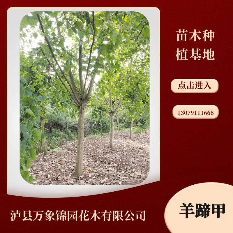 四川羊蹄甲種植基地、產(chǎn)地、批發(fā)、熱線【瀘縣萬象錦園花木有限公司】