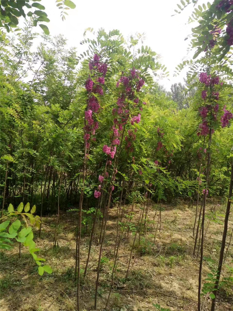新疆香花槐批發(fā)、價(jià)格、哪里有賣、種植基地【河南省民權(quán)縣紫穗槐速生楊培育基地】