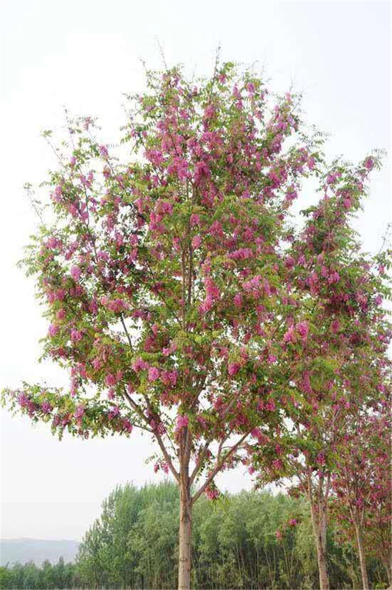 新疆香花槐批發(fā)、價(jià)格、哪里有賣、種植基地【河南省民權(quán)縣紫穗槐速生楊培育基地】