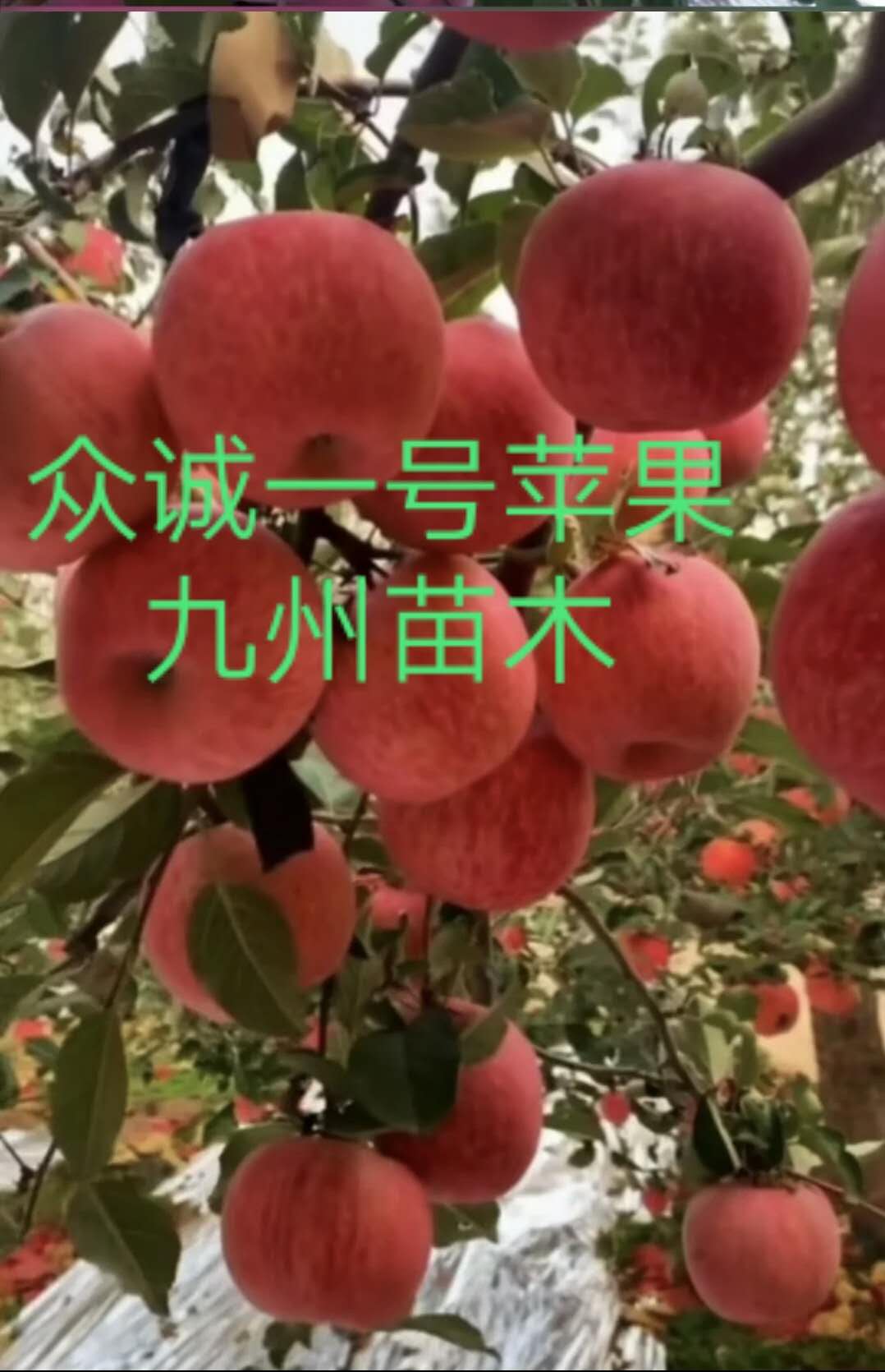 山東 矮化蘋果苗，雙矮蘋果苗，矮化富士蘋果苗