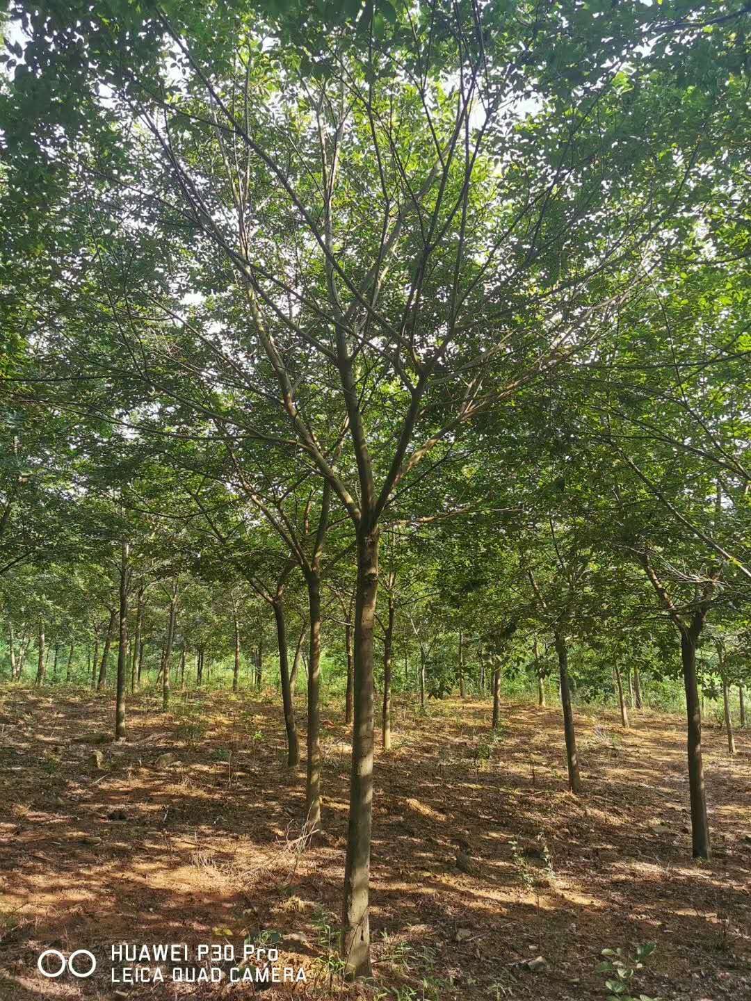 杜英批發(fā)種植基地價格