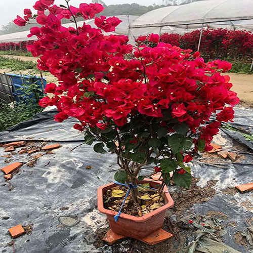 三角梅常年供應(yīng) 優(yōu)質(zhì)三角梅廠(chǎng)家直銷(xiāo)@優(yōu)質(zhì)供應(yīng)商#價(jià)格，@報(bào)價(jià)