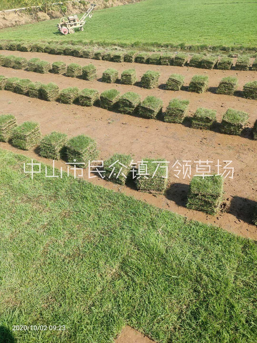 廣東廣州馬尼拉草皮基地直銷批發(fā)供應商電話