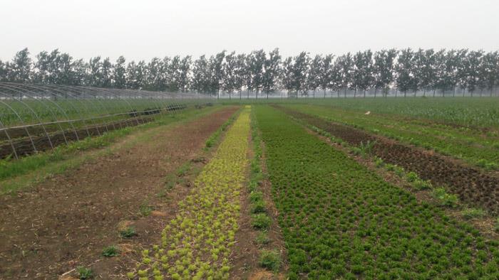 徐州三七草批發(fā)、價(jià)格、供應(yīng)商、聯(lián)系方式【徐州紅景天農(nóng)業(yè)發(fā)展有限公司】