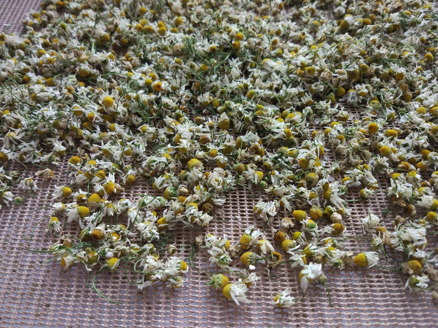 山東千弘菊花微波烘干設(shè)備定制烘干效率高環(huán)保無污染