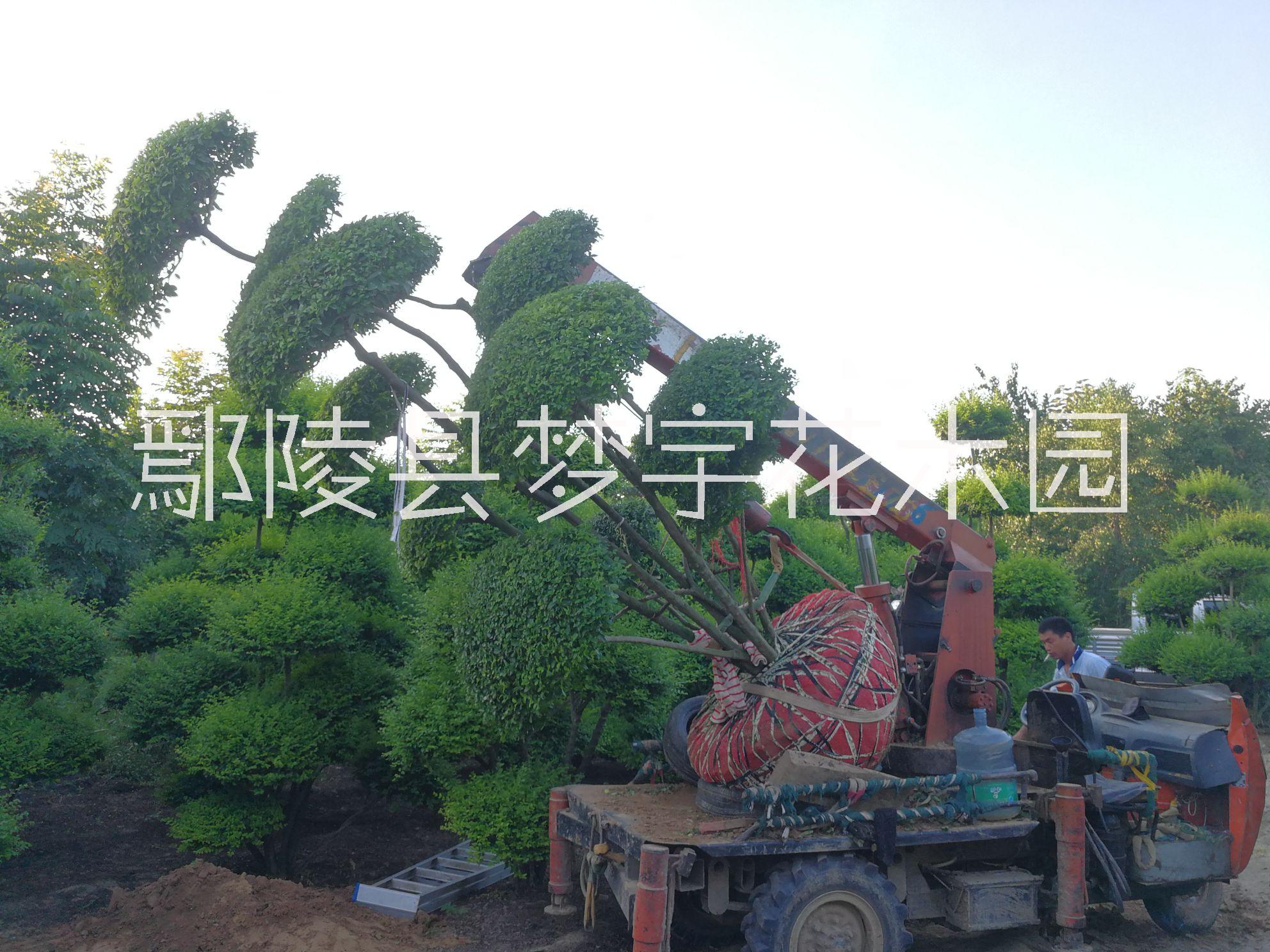 批發(fā)供應(yīng)小葉女貞造型樹