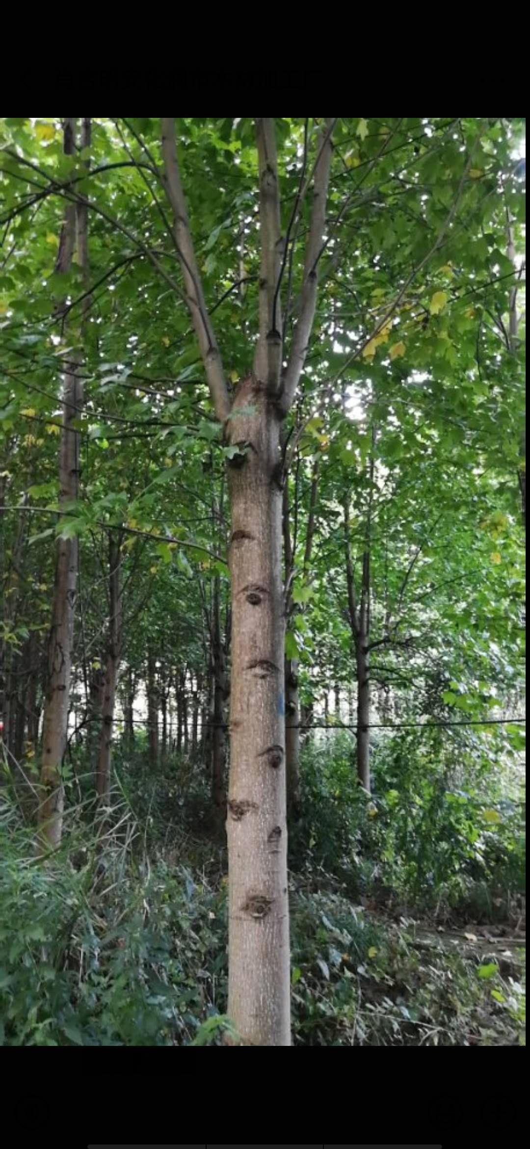 馬褂木*惠 馬褂木供應(yīng)商 馬褂木價格