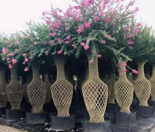 紫薇花瓶?jī)r(jià)格 紫薇花瓶大量銷售