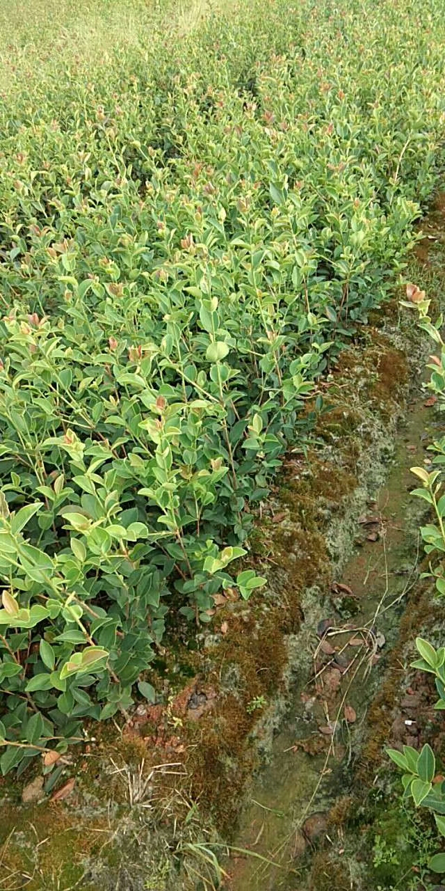 長林40號油茶苗批發(fā)、價格、哪里有賣、銷售電話【豐城市白土鎮(zhèn)崗下高產(chǎn)油茶合作社】