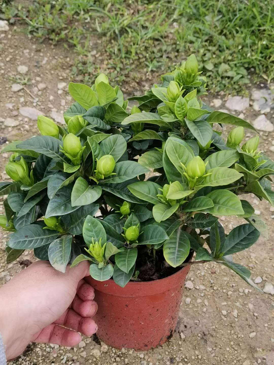 梔子花苗盆栽養(yǎng)殖方法 梔子花苗盆栽批發(fā)價格 四季小葉梔子花苗供應