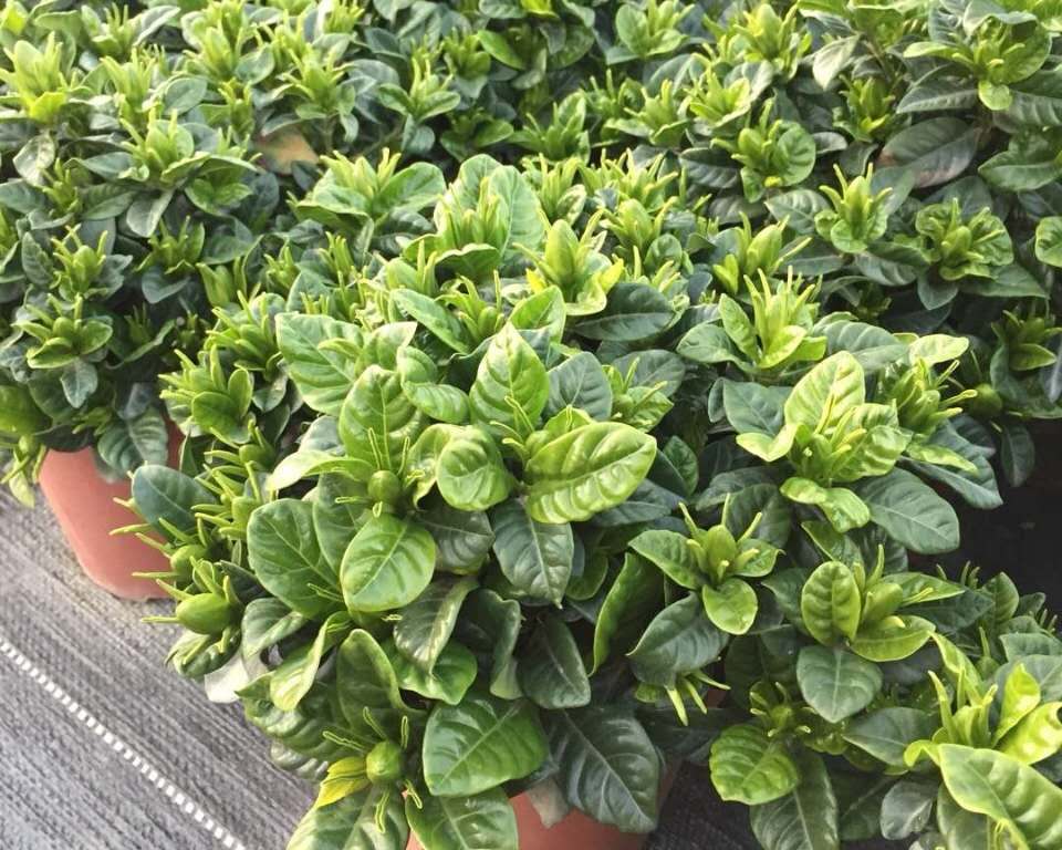 160#小葉梔子花養(yǎng)殖方法  小葉梔子花供貨商  小葉梔子花批發(fā)價(jià)格