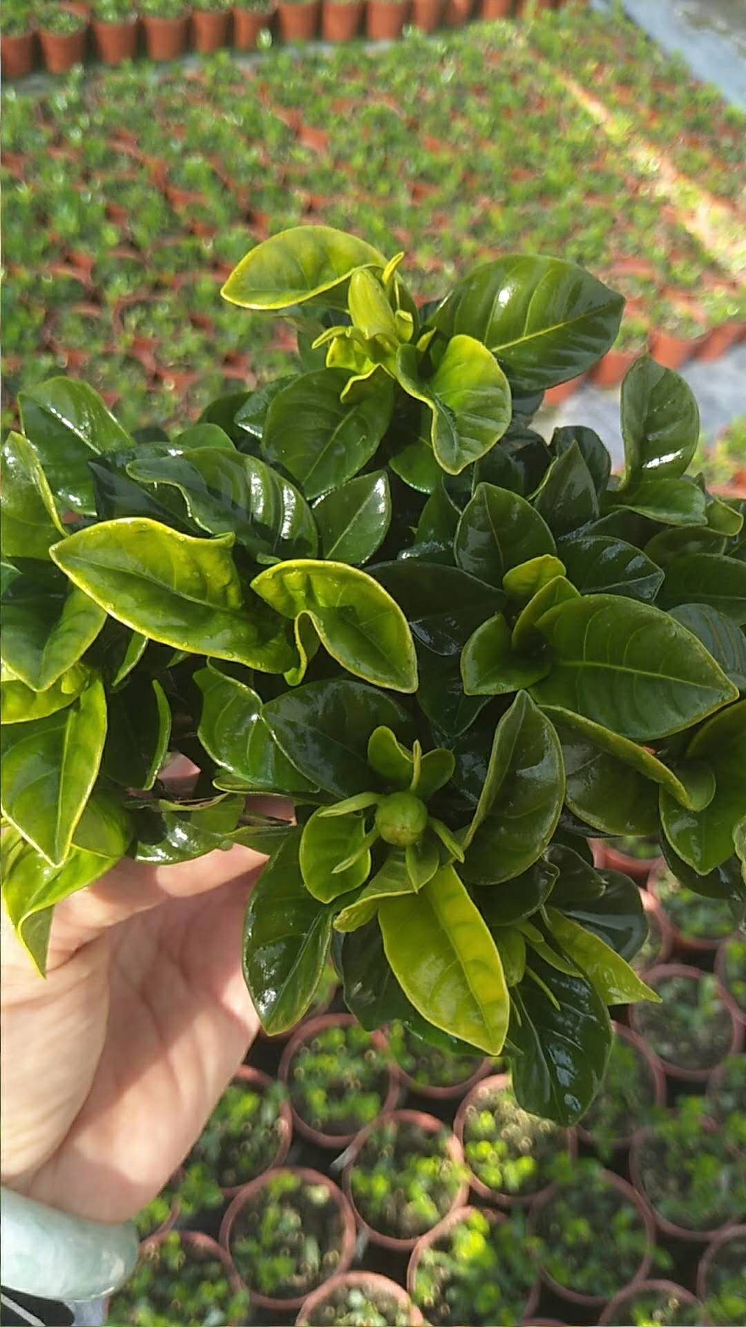 90#小葉梔子花小苗養(yǎng)殖方法  小葉梔子花盆栽供貨商  90#小葉梔子花小苗批發(fā)價格