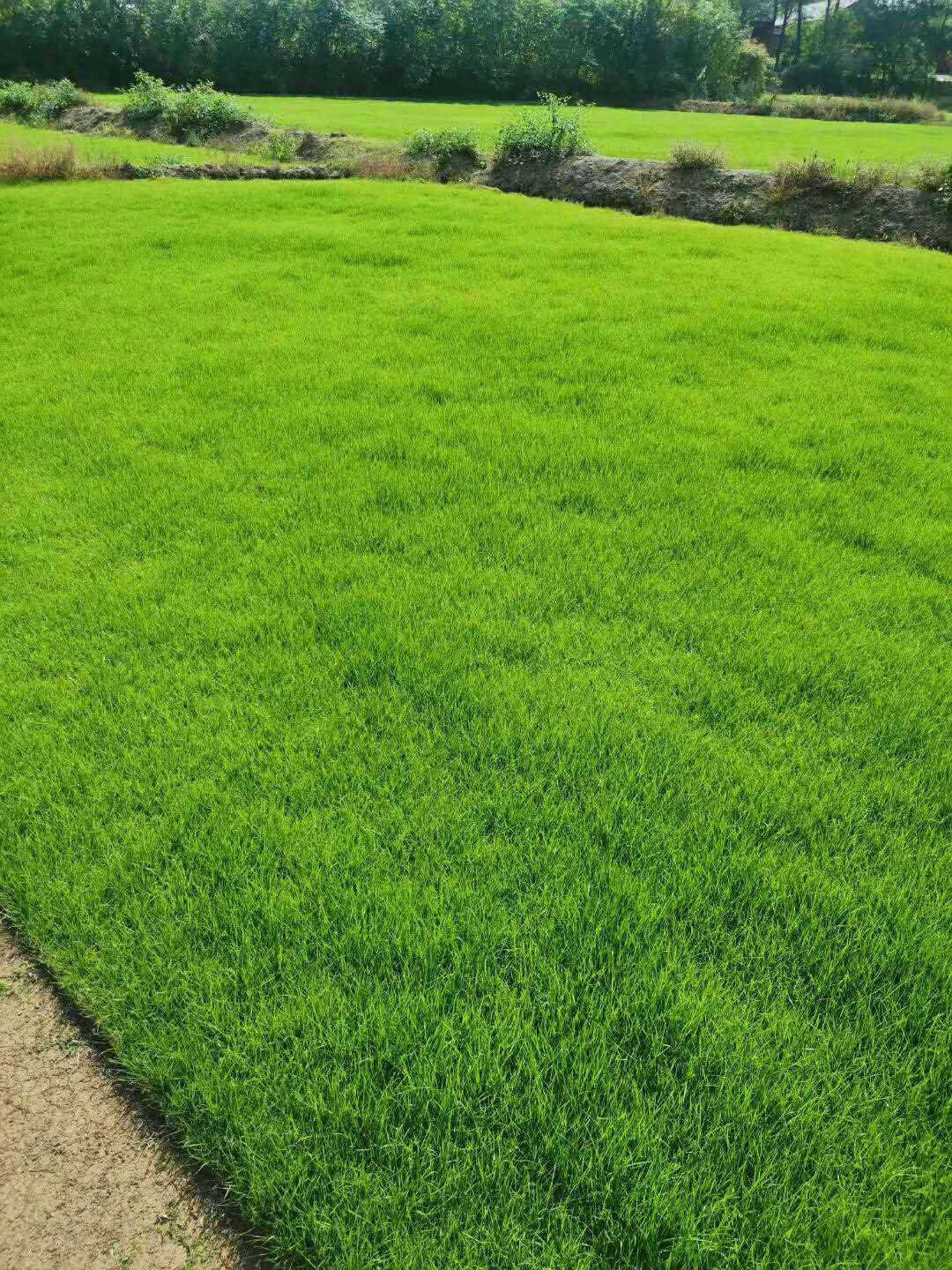 遼寧產(chǎn)地直天堂草坪種植基地 大量出售天堂四季青草皮價(jià)格