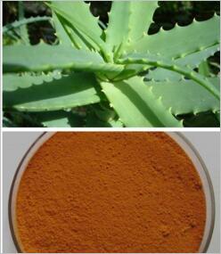 湖南生產(chǎn)植物提取物 蘆薈大黃素價(jià)格 生產(chǎn)蘆薈大黃素95%