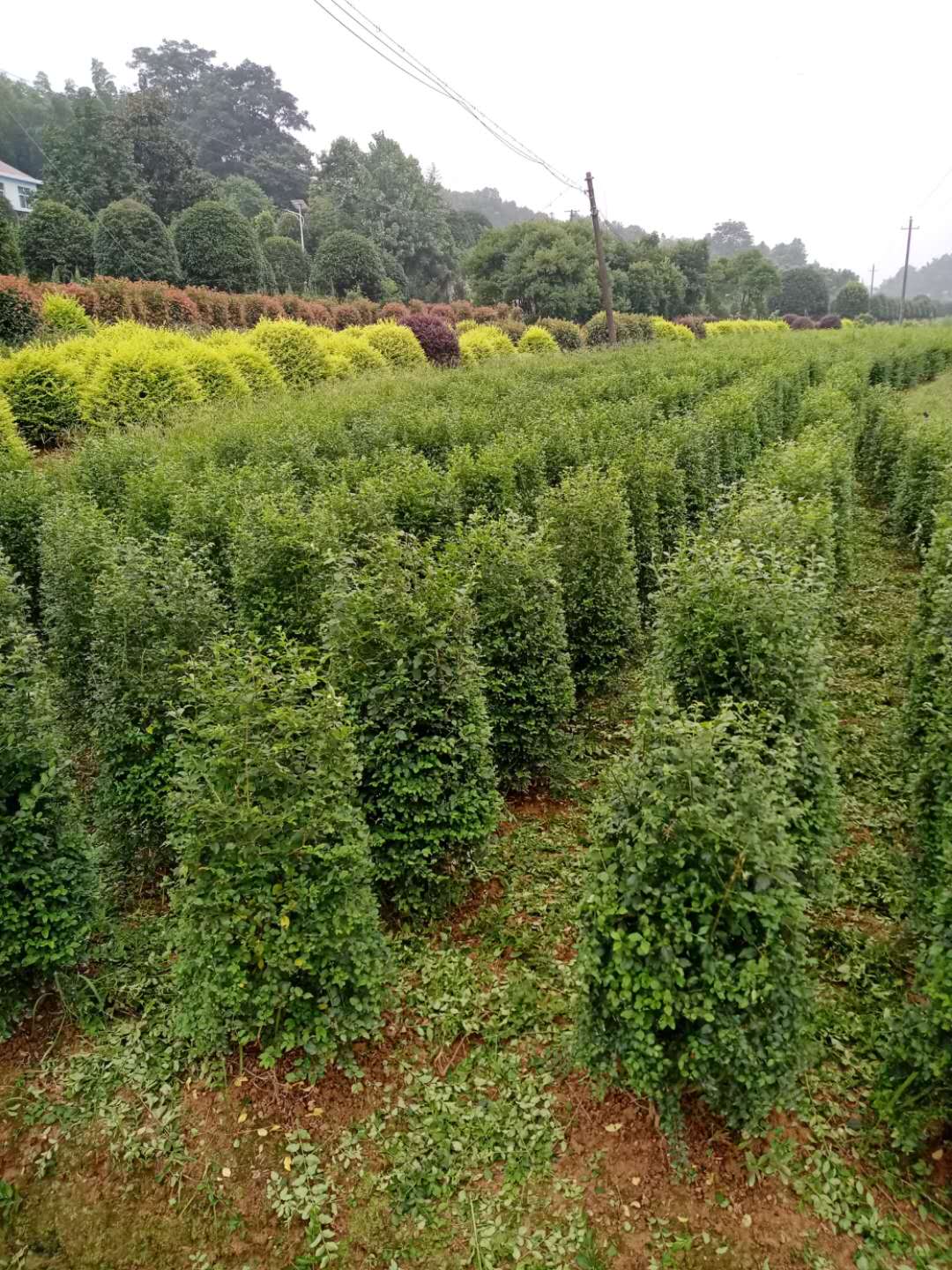 安徽小葉女貞產(chǎn)地 種植基地批發(fā)直銷 多少錢一棵 歡迎來電