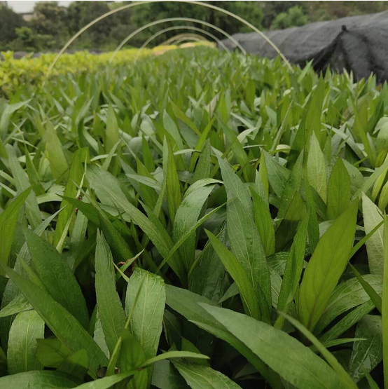 翠盧莉 藍花草 翠盧草 東莞翠盧莉 直銷藍花草