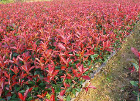 紅葉石楠報(bào)價(jià)  紅葉石楠哪家好  紅葉石楠基地