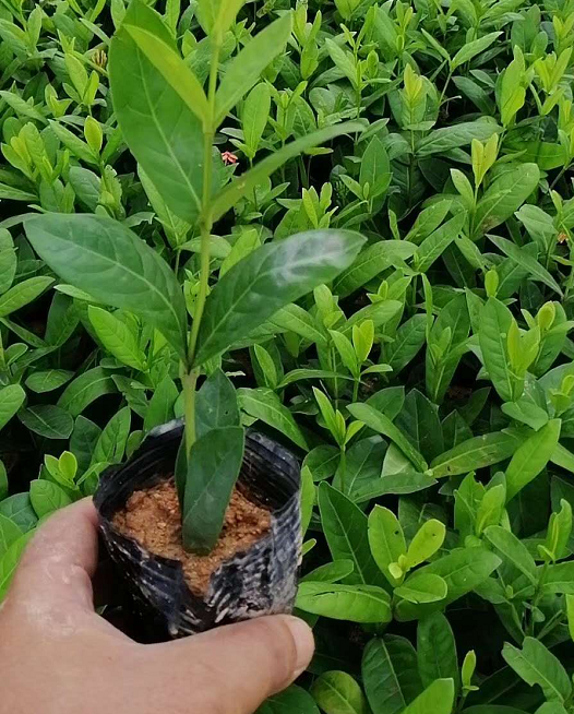 大葉龍船花 英丹價(jià)格 直銷仙英丹 東莞賣子木