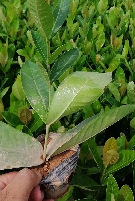 大葉龍船花 英丹價(jià)格 直銷仙英丹 東莞賣子木