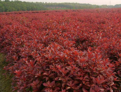 紅葉石楠報(bào)價(jià)  紅葉石楠哪家好  紅葉石楠基地