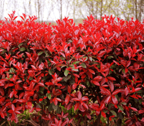 紅葉石楠基地  紅葉石楠大量銷售 紅葉石楠常年供應(yīng)