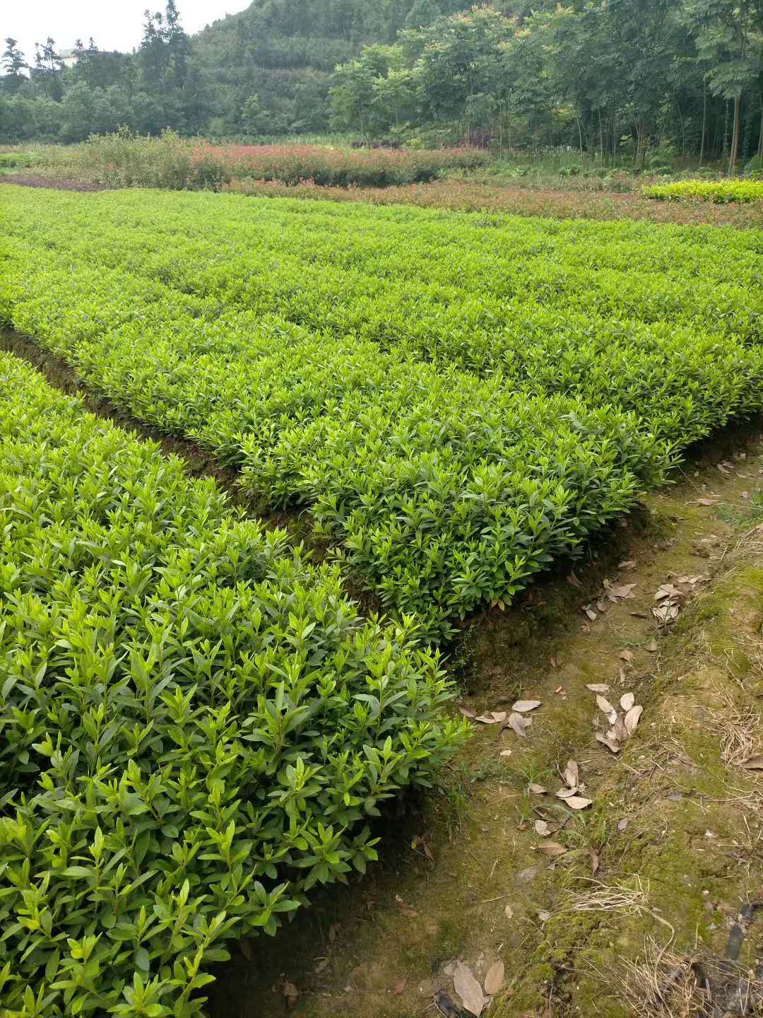 湖北春娟種植基地、報(bào)價(jià)、出售、價(jià)錢【湖南千楚苗木種植合作社】